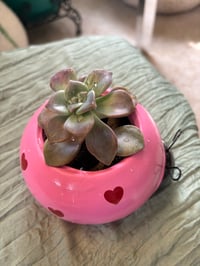 Image 5 of Ghost Plant in Pink Ladybug 