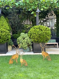 Image 2 of Harolds Hare