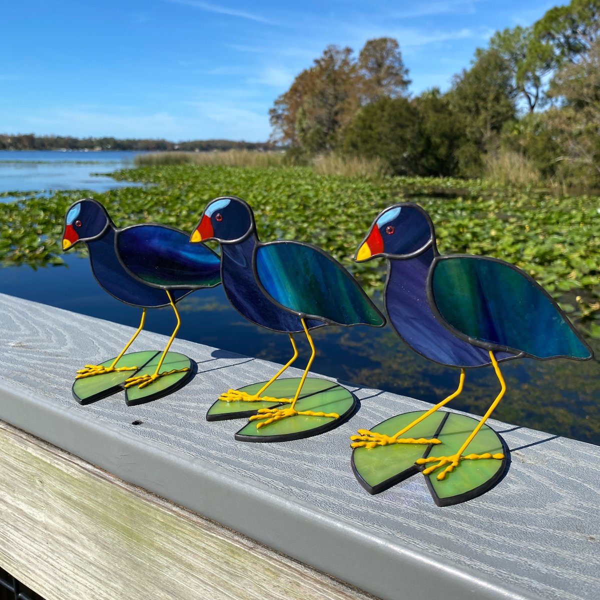 Image of Purple Gallinules 