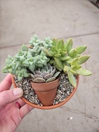 Image 3 of Succulent Picture Garden - 5" Clay