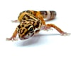 Bold High Contrast Tangerine (Tremper) H-12.1