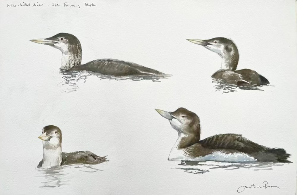 Image of White-billed diver at Blyth-26th February 