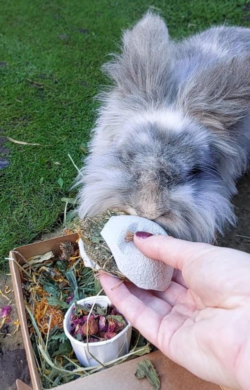 Image of Healthy munchy treat bunny burger