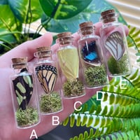 Image 2 of Butterfly Curio Jar