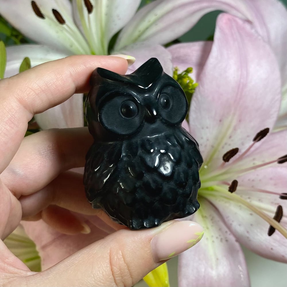 Image of Obsidian Owl