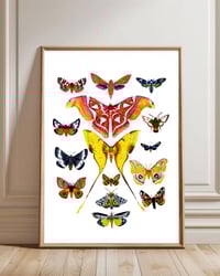 Image 1 of Moth Study n.1 Watercolor Illustration PRINT 