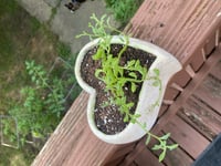 Image 4 of String of Pearls in Heart Shaped Container