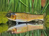 Finesse Shat - Carp/Golden Shiner