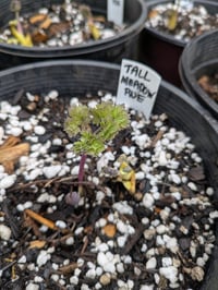 Image 2 of Tall Meadowrue : Thalictrum polycarpum