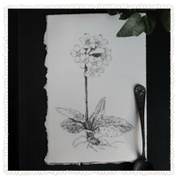 <i>Primula elatior</i> ⚘ - original illustration