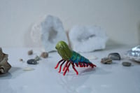 Image 5 of Brine Shrimp