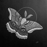 "Polyphemus Moth (Antheraea polyphemus)" Print