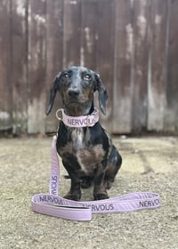 Image 4 of Decal For Collars . Leads & Lanyards- 25MM OR 38MM ONLY