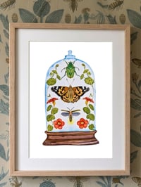 Image 1 of Insect Art Print June Dome, Under Glass Collection