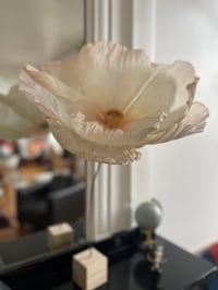 Image 3 of Fleur pavot Crespa à choisir - me contacter 