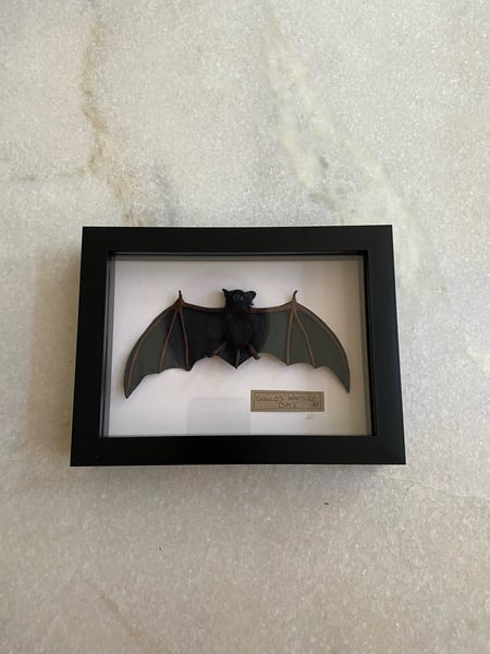 Image of Goulds Wattled Bat framed specimen. Small. Faux taxidermy 