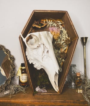 Image of Deer Skull Coffin