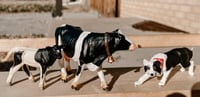 Border Collie, Holstein Cow, Holstein Calf