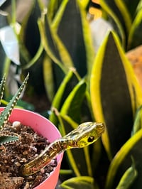 Image 3 of Snake Plant Ornament with 22k Gold Lustre details