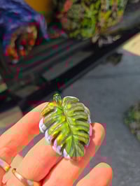 Image 2 of Variegated monstera leaf pendant....🌿