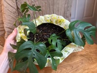 Image 2 of Mini Monstera in Glazed Conch Shell