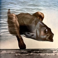 Image 18 of Illustration Commercial Photo special edition 1978