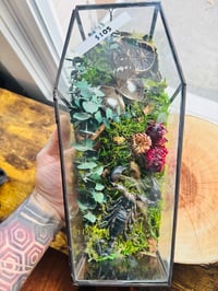 Image 1 of Scorpion Coffin Terrarium