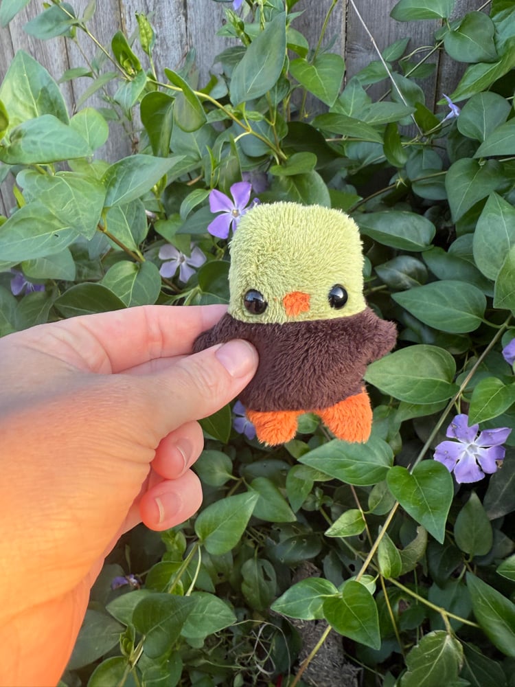 Image of baby duck dark brown body