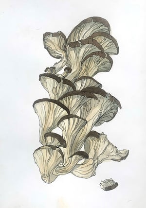 Oyster Mushrooms