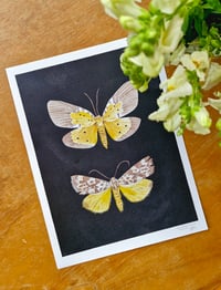 Image 5 of Spilosoma Marmorata & Peridrome Orbicularis Moth LIMITED EDITION PRINT