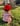 Tiny Strawberry Hat