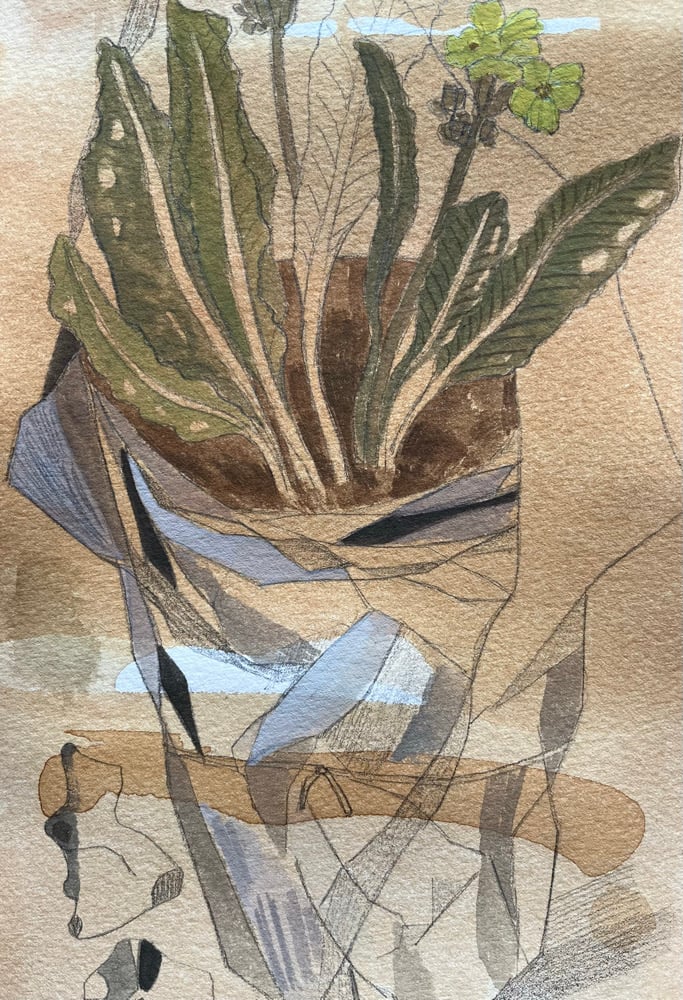 Image of Primula wrapped in tissue.