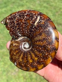 Image 9 of Ammonite Fossil | Madagascar #2921