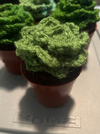 Image 2 of Succulents 