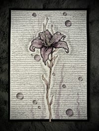 Image 3 of “7 caterpillars” Prints