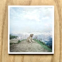 Image 11 of Alec Soth - Dog Days Bogotá (Special Edition w/print)