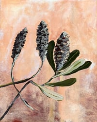 Image 1 of old banksia gentle dawn 