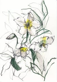 Small hellebore sketch