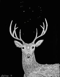 "Rangifer, Orion, etc. (deer in the headlights)" Print