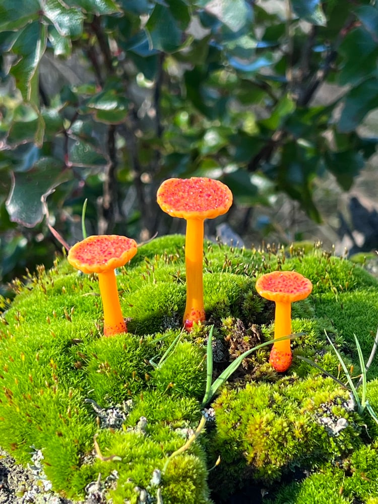Image of 3 Orange Trumpet Mushroom Plant Spikes