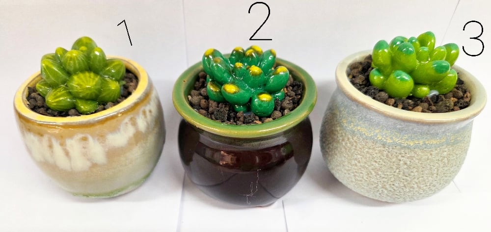 Image of Fused Succulent in Decorative pot