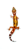 Bold Stripe High Contrast Tangerine (Tremper) H- 31