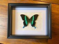 Image 1 of Papilio blumei