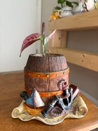 Image 1 of Prayer Plant in Pirate Barrel