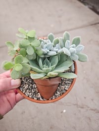 Image 2 of Succulent Picture Garden - 5" Clay