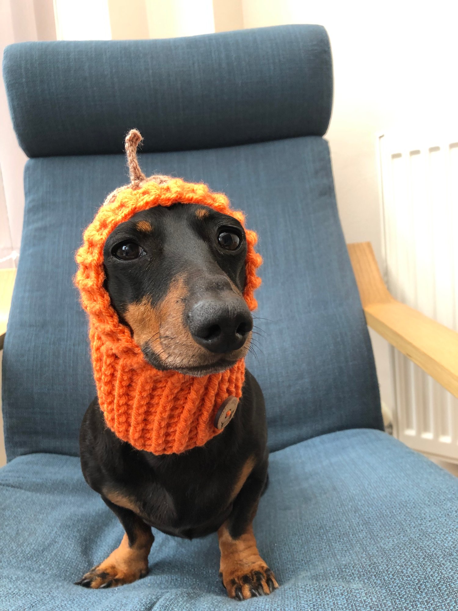 Image of Snazzy Pumpkin Snood