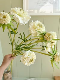 Image 1 of Luxury Soft White Scabiosa ( 3 Sprays Included )