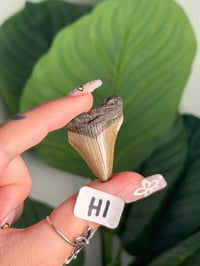 Image 8 of SMALL MEGALODON TEETH -SOUTH CAROLINA- CHOOSE YOUR OWN LOT 1