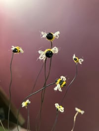 Image 1 of Bees