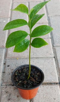 Image 1 of SOURSOP SEEDLINGS 🌱 